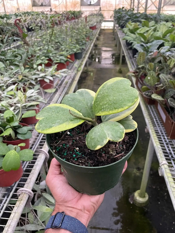 hoya succulent Hoya 'Sweetheart Variegated' - Pet Safe Heart-Shaped Collector Hoya