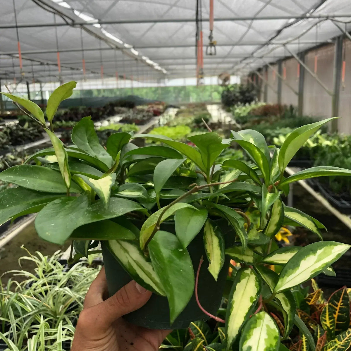 hoya-carnosa-krimson-princess 6 inhc pot