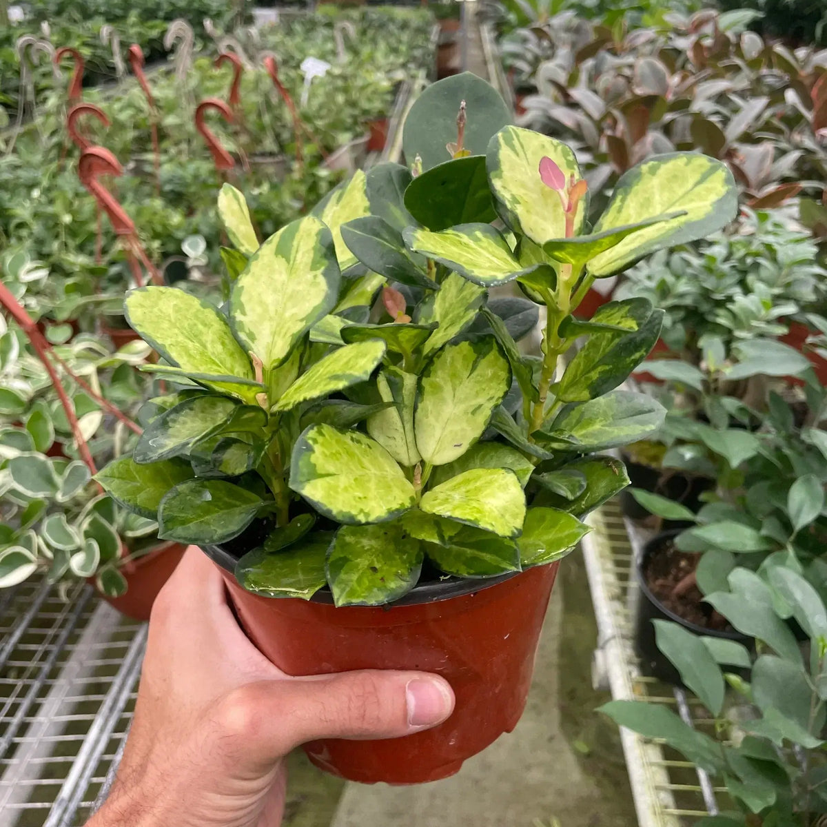 Hoya 'Lisa' | Variegated Houseplant | Potted Houseplants by All About Planties™