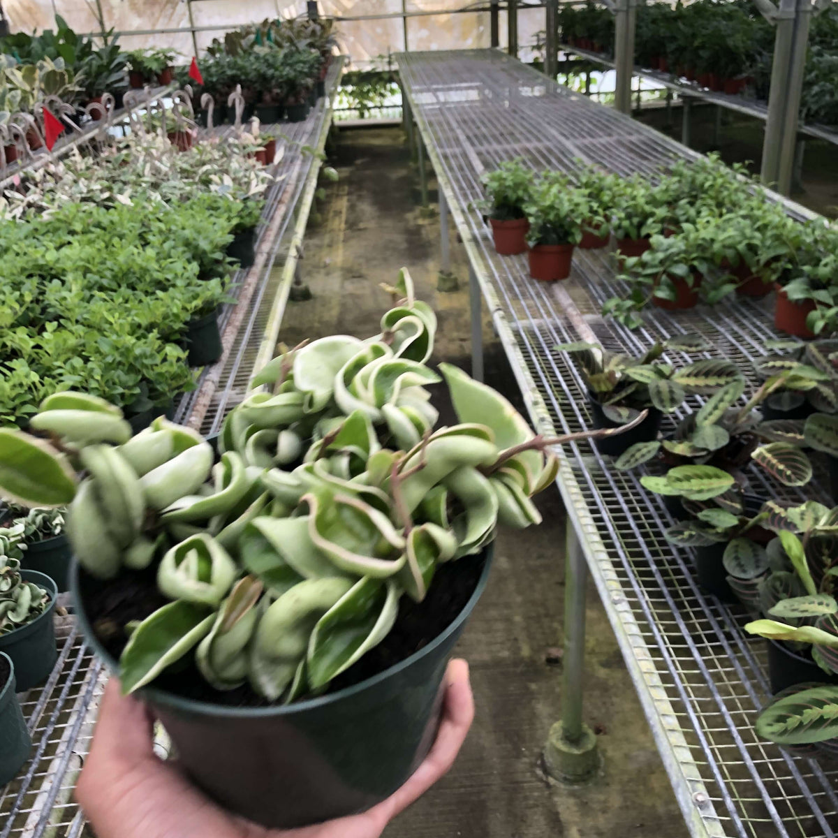 Hoya 'Rope Plant' Variegated Plants at All About Planties