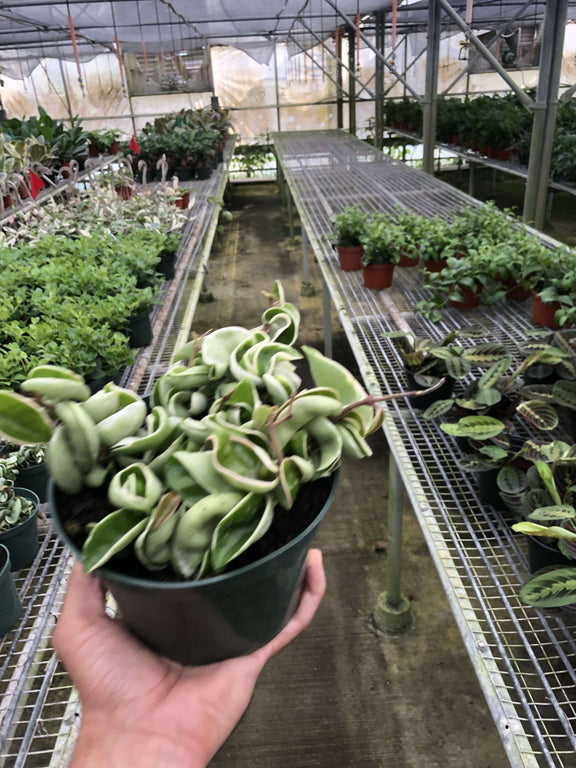 spider rope indoor plant Hoya 'Rope Plant' Variegated