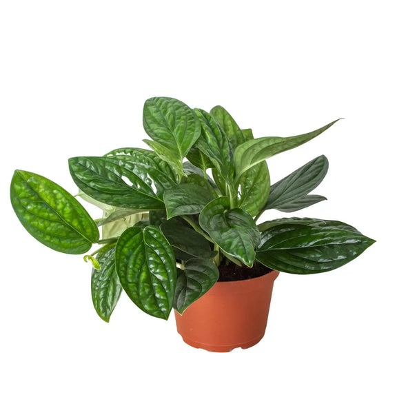 Monstera Peru houseplant with glossy green textured leaves in 6-inch vibrant orange nursery pot on white background