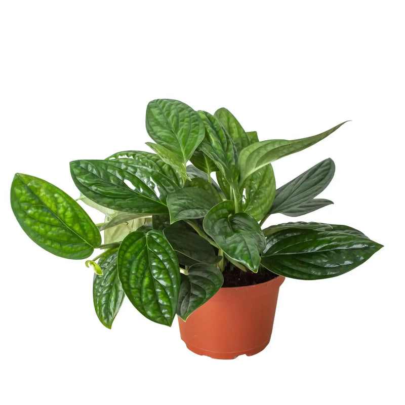 Monstera Peru houseplant with glossy green textured leaves in 6-inch vibrant orange nursery pot on white background