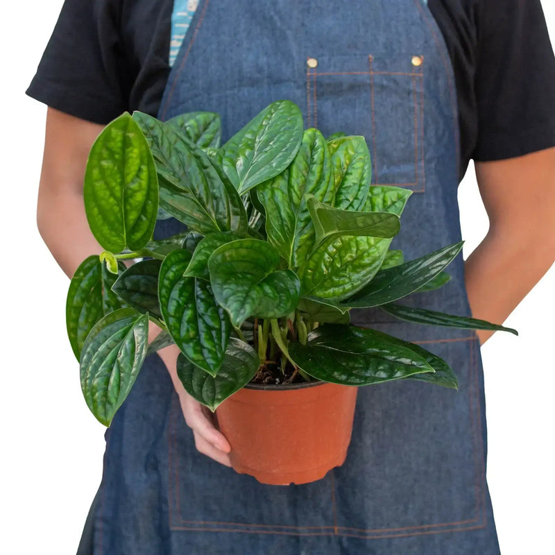 Person in blue apron holding Monstera Peru houseplant in orange pot showing lush green foliage