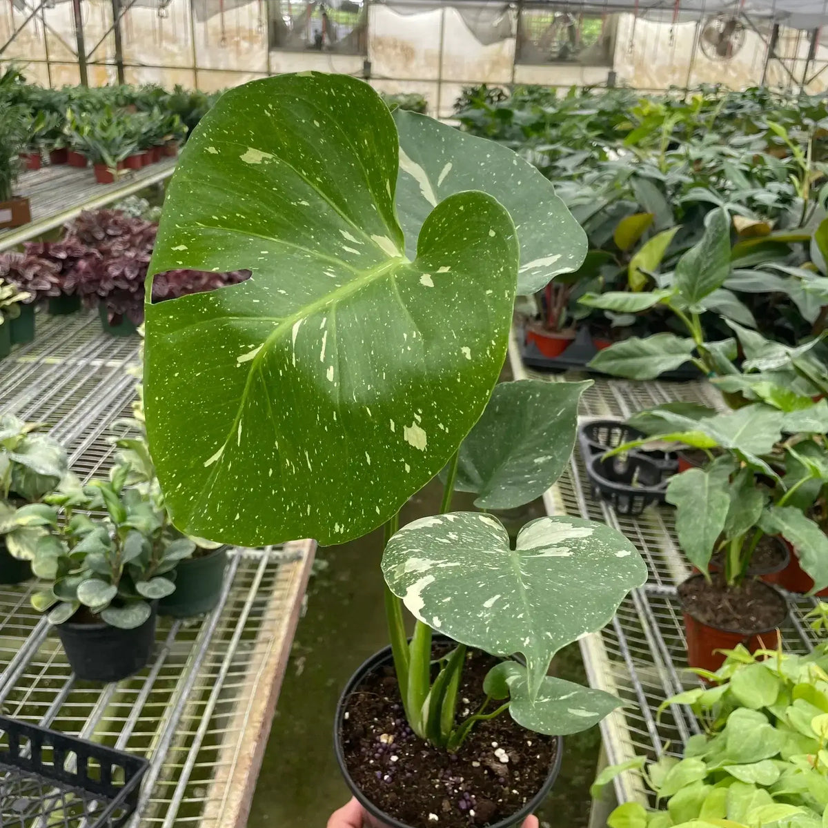 monstera-thai-constellation in a plant nursery by All About Planties™