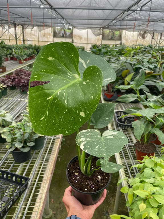 monstera-thai-constellation in a plant nursery