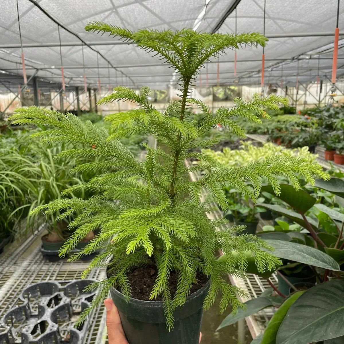 Norfolk Island Pine 6inch in nursery | Indoor Plant | All About Planties