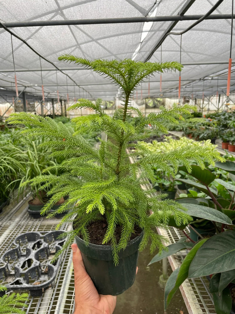 Norfolk Island Pine 6inch in nursery | Indoor Plant | All About Planties