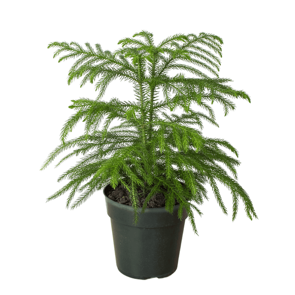 indoor christmas tree plants Norfolk Island Pine - The Indoor Christmas Tree - 6" Pot