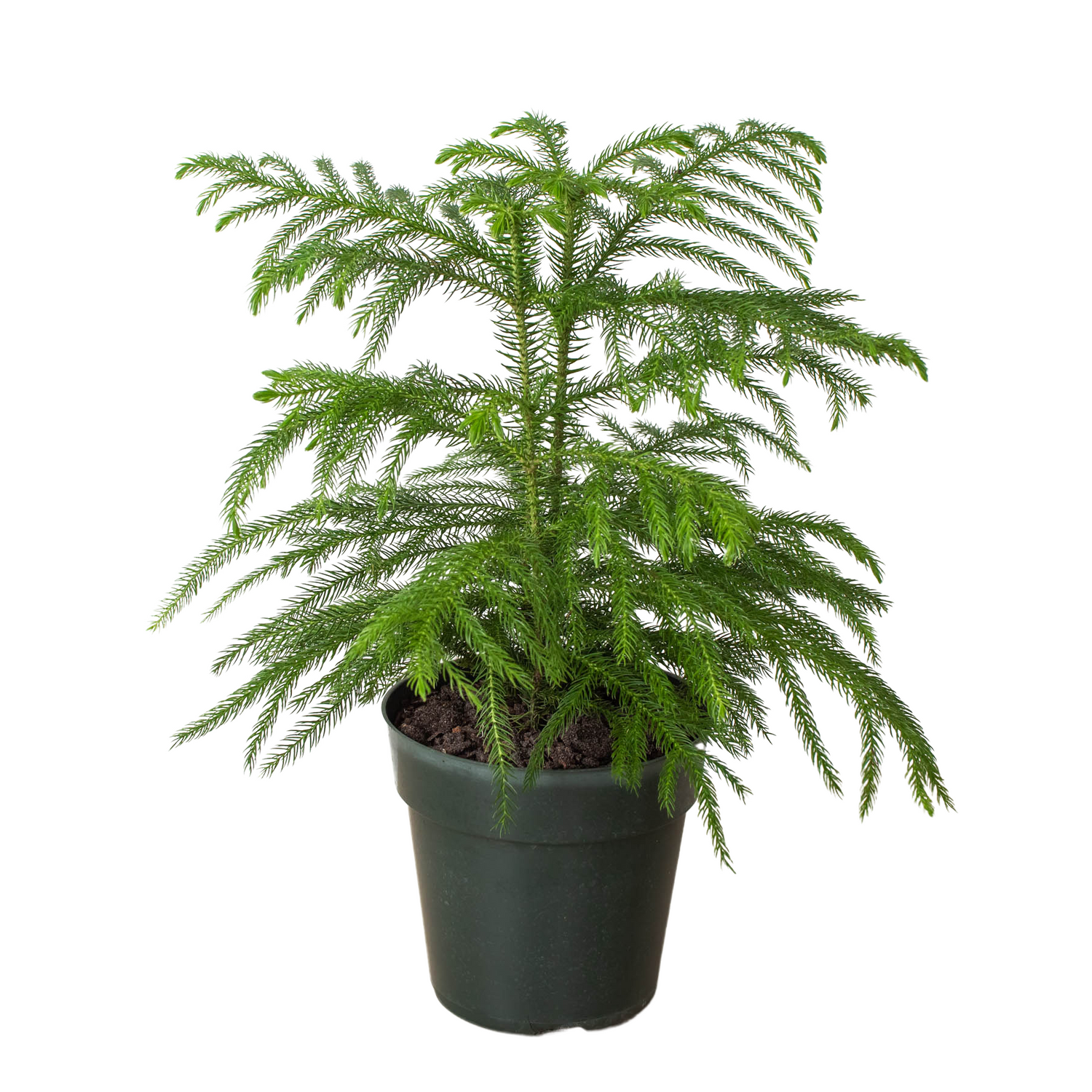 Norfolk Island Pine | Indoor Plant | All About Planties