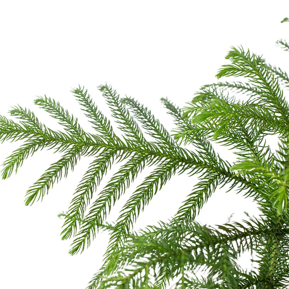 Close up of Norfolk Island Pine | Indoor Plant | All About Planties