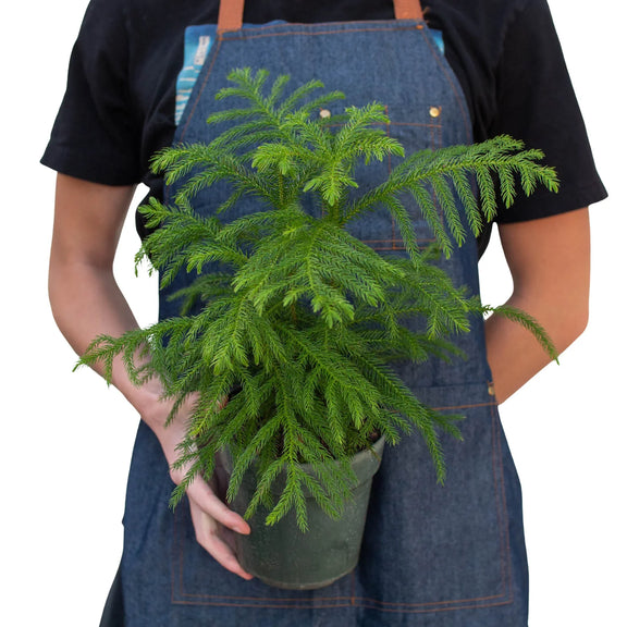 Person holding a Norfolk Island Pine | Indoor Plant | All About Planties