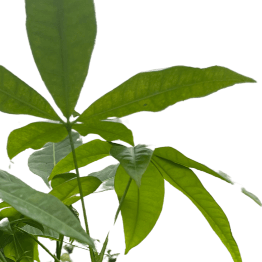 Money Tree (Single Trunk)