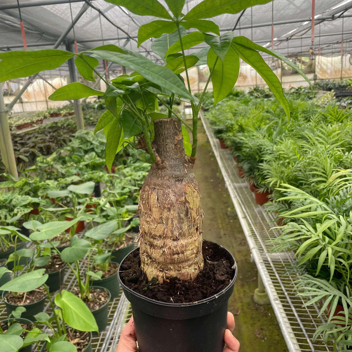 A potted Money Tree (Pachira aquatica) with a braided trunk and lush green leaves, held by a person in a greenhouse setting with various other plants in the background.