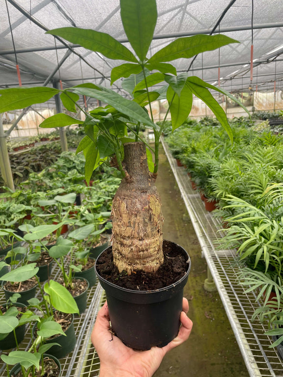 money tree indoor plant Money Tree Single Trunk - Compact Stump Style