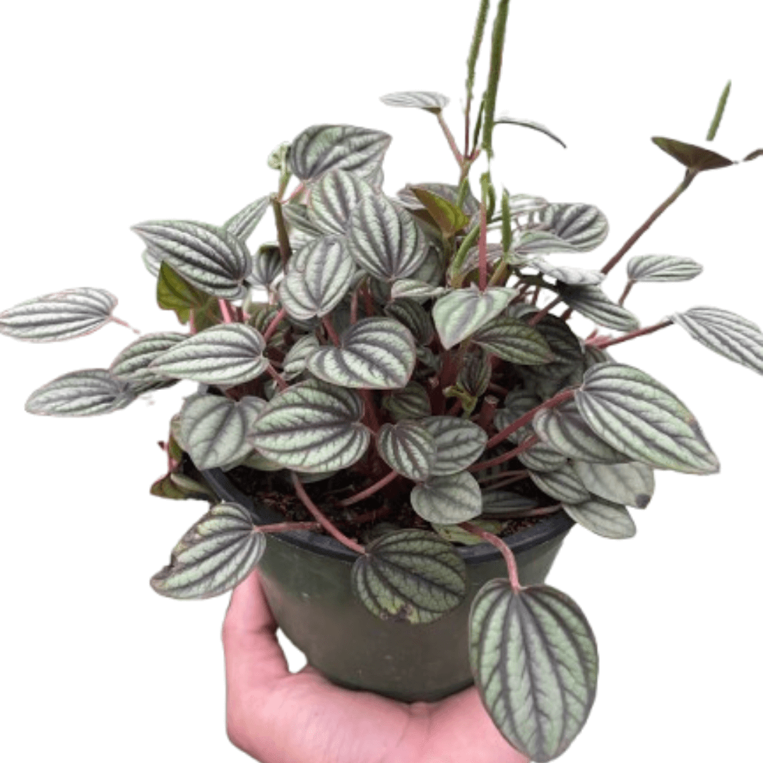 Peperomia Piccolo Banda | Compact Pet-Friendly Indoor Plant | All About Planties™™