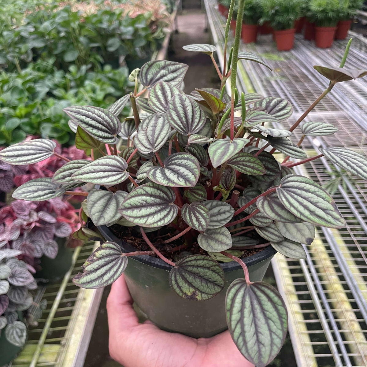 Peperomia Piccolo Banda | Compact Pet-Friendly Indoor Plant | All About Planties™™