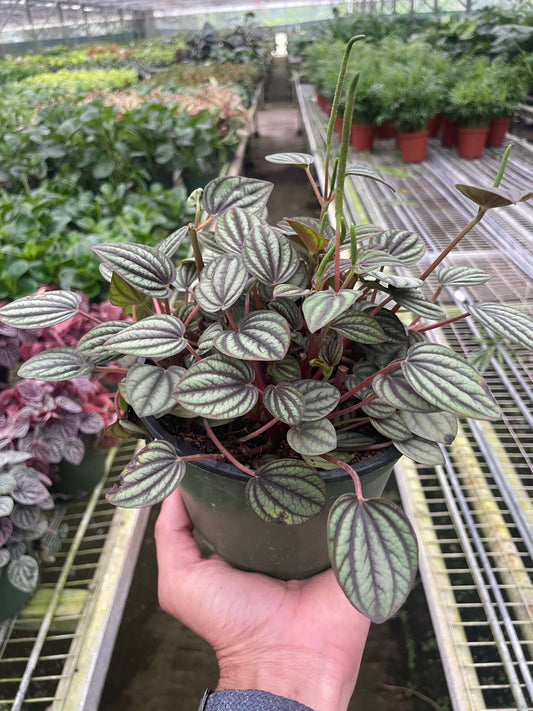 Peperomia Piccolo Banda