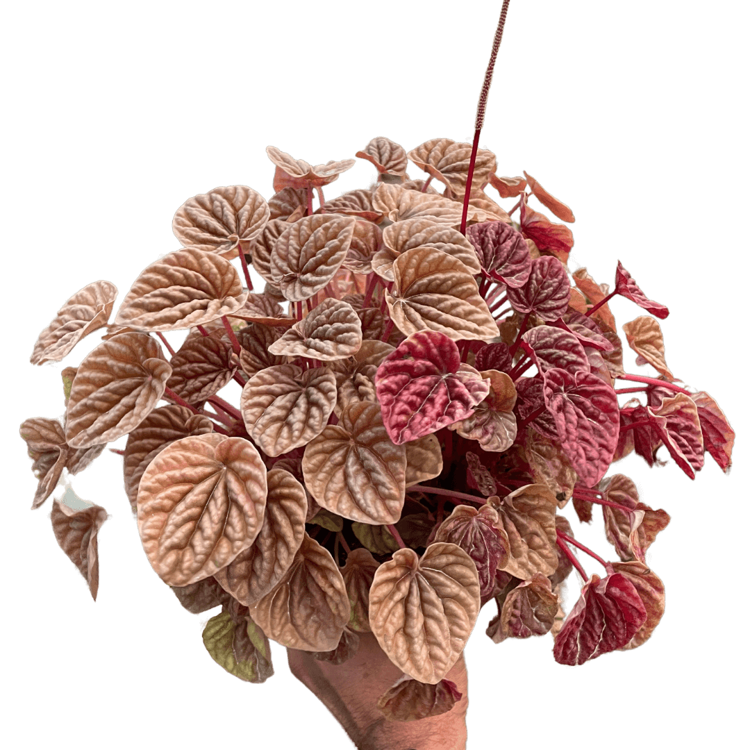 Person holding a Peperomia 'Quito' | Colorful, Pet-Friendly Houseplant | All About Planties