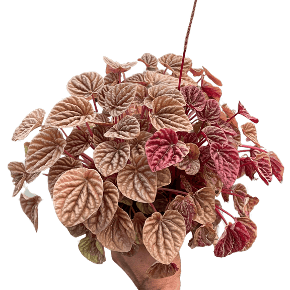 Person holding a Peperomia 'Quito' | Colorful, Pet-Friendly Houseplant | All About Planties