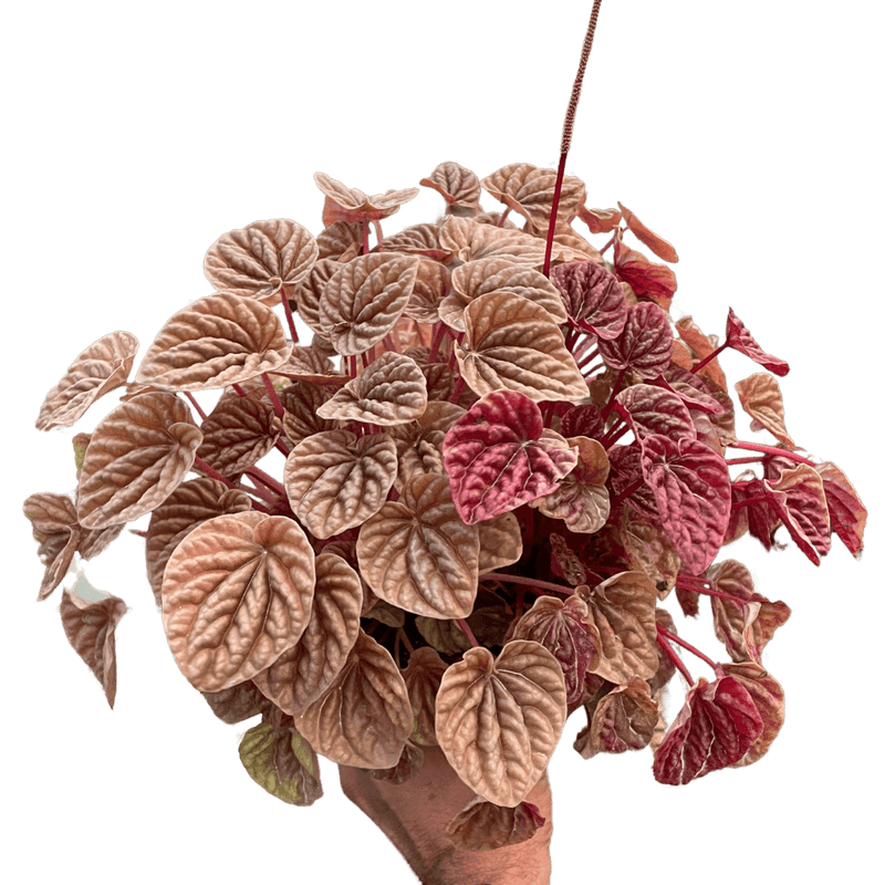 Person holding a Peperomia 'Quito' | Colorful, Pet-Friendly Houseplant | All About Planties