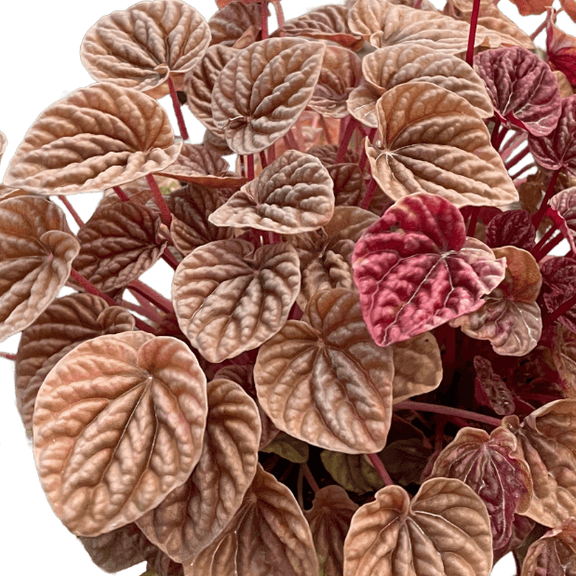Close up of Peperomia 'Quito' | Colorful, Pet-Friendly Houseplant | All About Planties