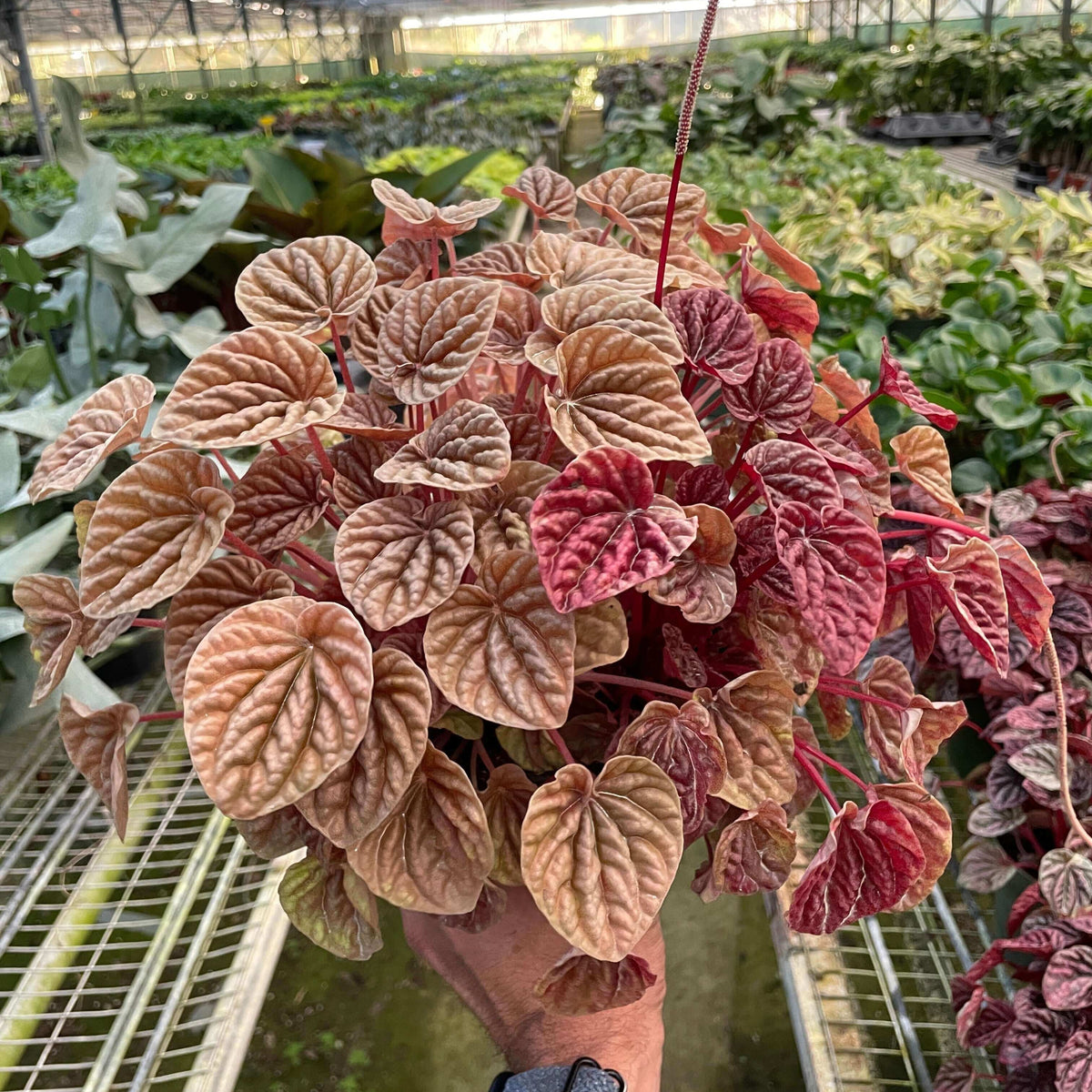 A potted Peperomia 'Quito' plant with bronze, red, and green heart-shaped leaves in 6-inch pot.