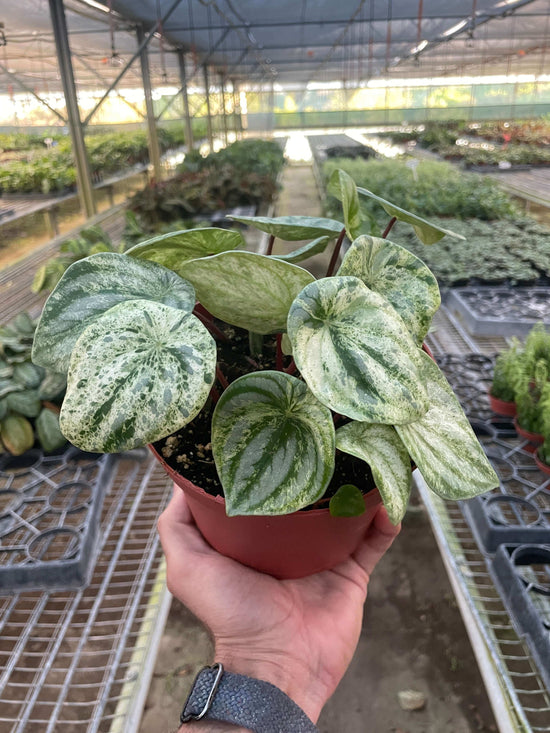 Peperomia Watermelon Plant | House Plants | All About Planties