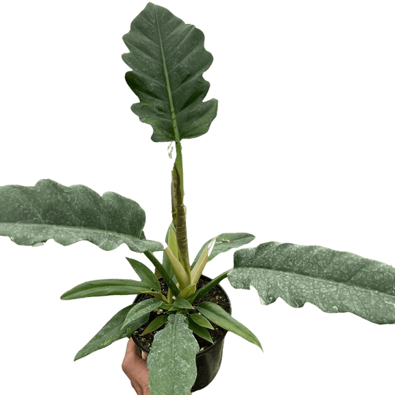 exotic philodendron Philodendron 'Jungle Boogie'