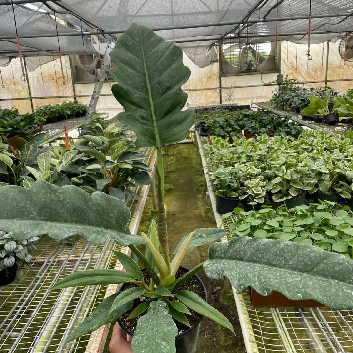 Philodendron Jungle Boogie 6inch Pot in Nursery | Indoor Plant | All About Planties