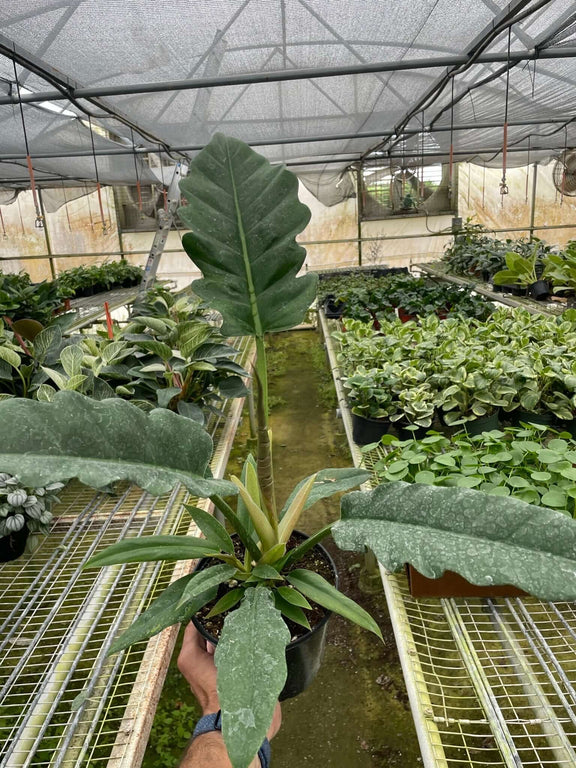 philodendron jungle boogie climbing Philodendron 'Jungle Boogie'