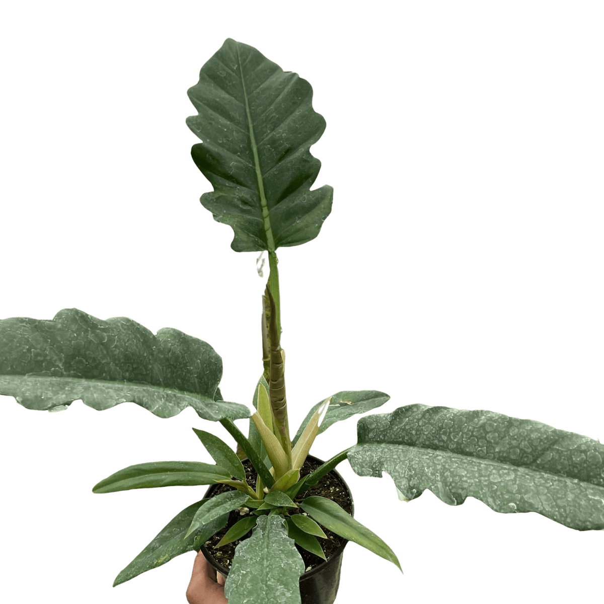 philodendron jungle boogie totem Philodendron 'Jungle Boogie'