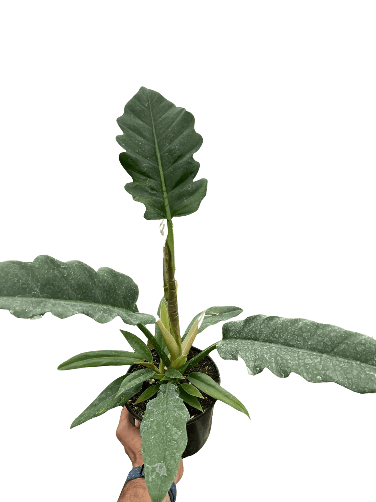 philodendron jungle boogie price Philodendron 'Jungle Boogie'