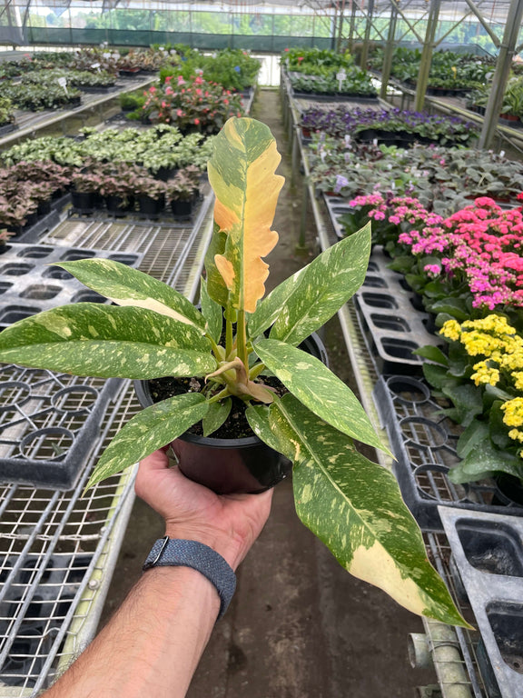 ring of fire philodendron propagation Philodendron 'Ring of Fire'