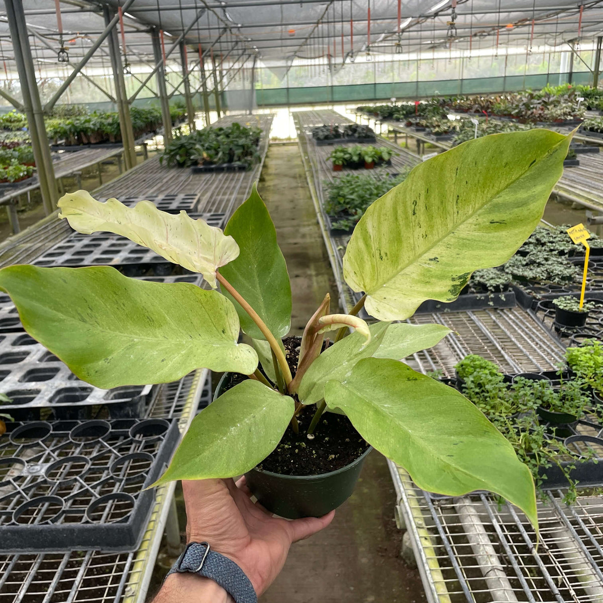 Philodendron 'Snowdrift' Plants at All About Planties
