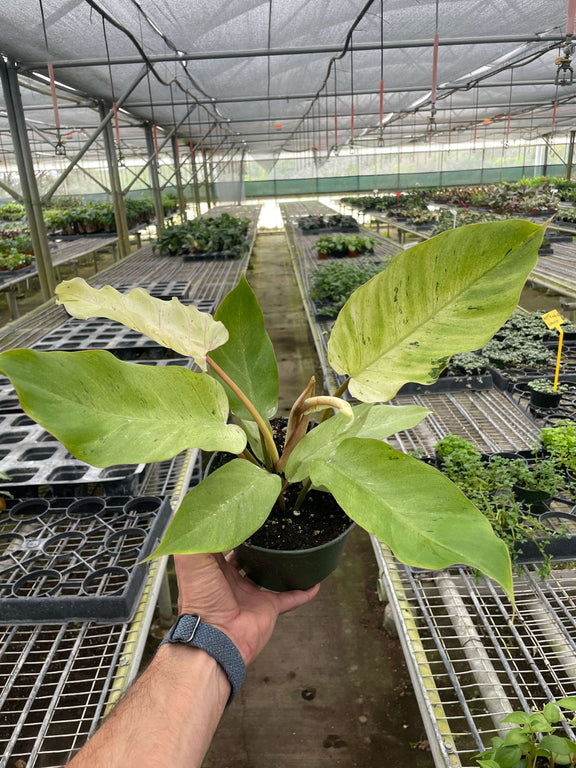 orlando philodendron plant Philodendron 'Snowdrift' - Large Variegated Heart-Shaped Aroid