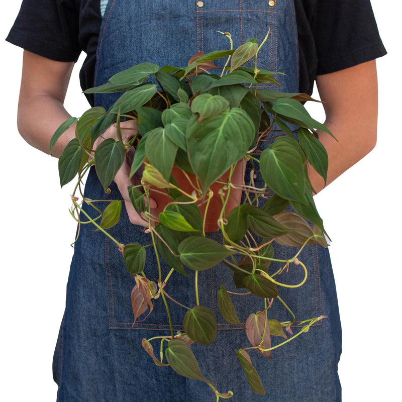 Person holding a philodendron-velvet plant