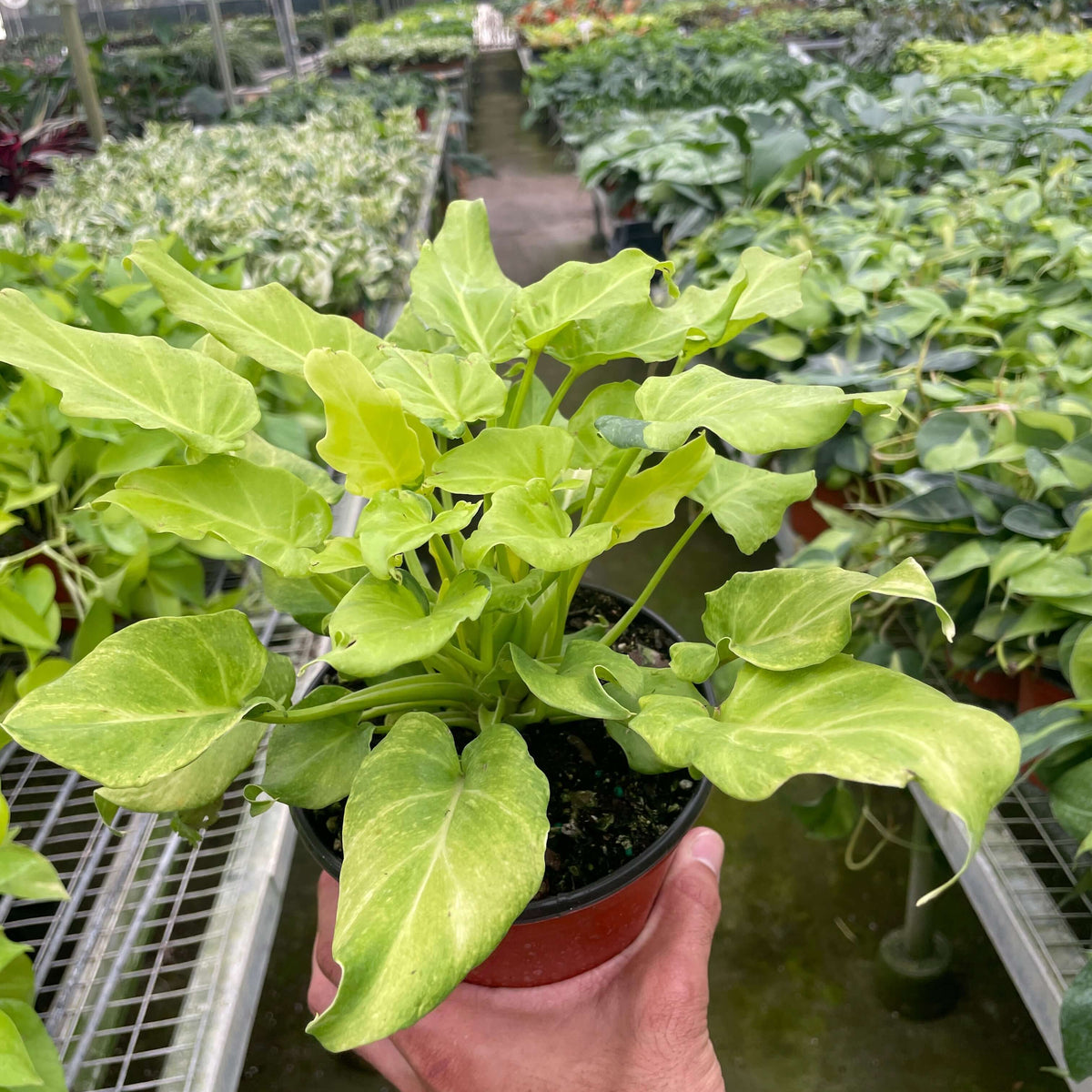 philodendron xanadu monrovia Philodendron Xanadu Variegated