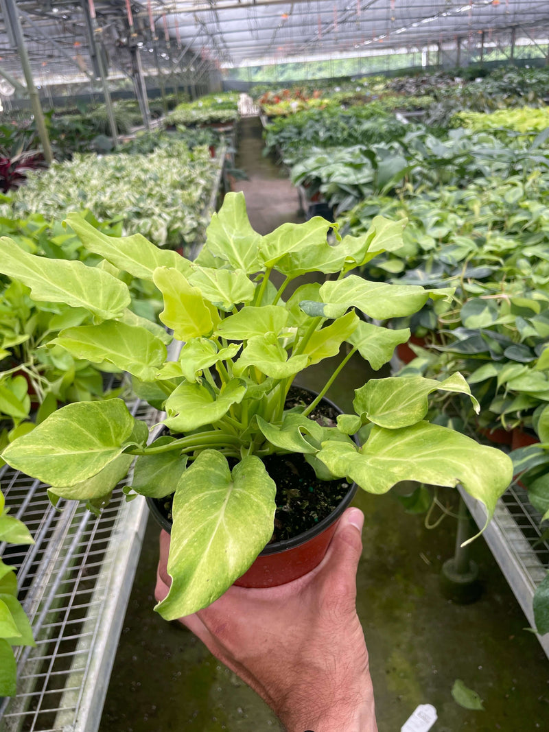 person holding a philodendron-xanadu-variegated from All About Planties™