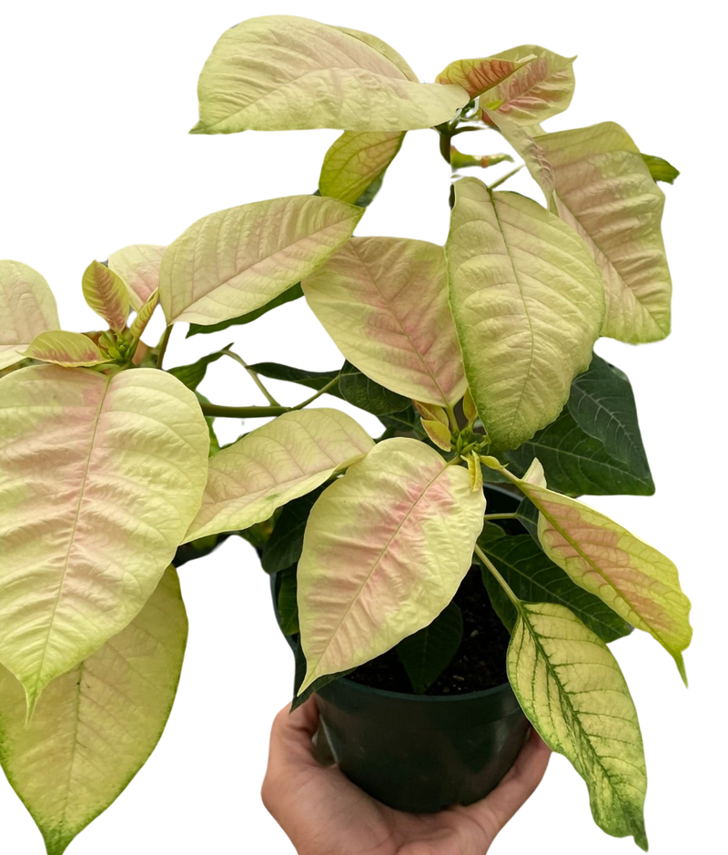 Poinsettia Marble | Elegant Holiday Plant | All About Planties