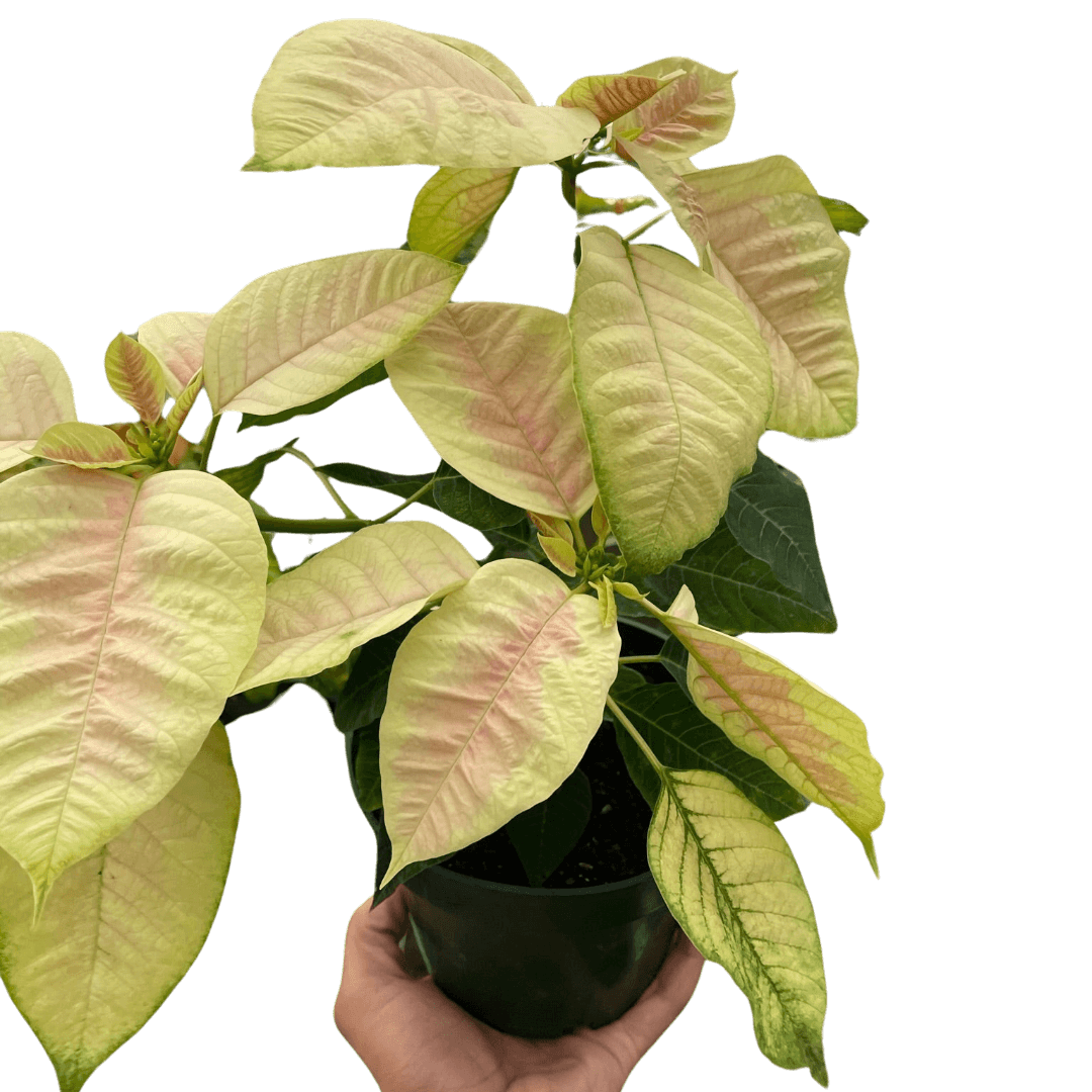 Poinsettia Marble