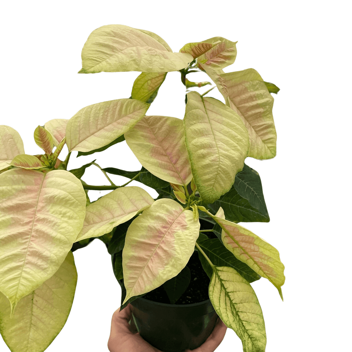 Poinsettia Marble | Elegant Holiday Plant | All About Planties