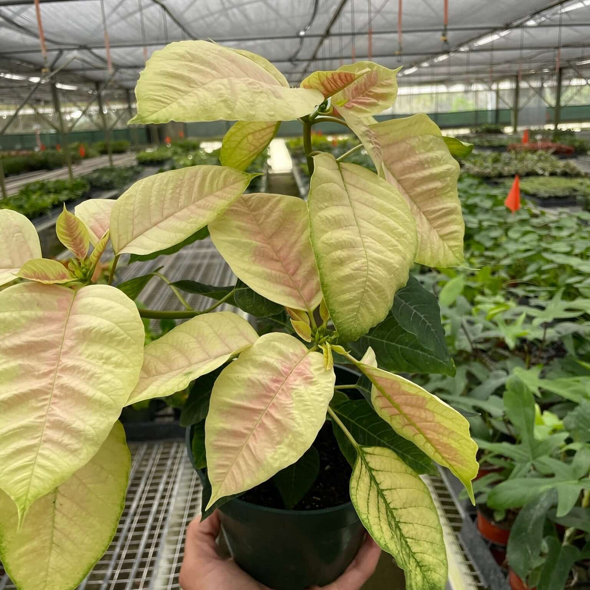 Poinsettia Marble
