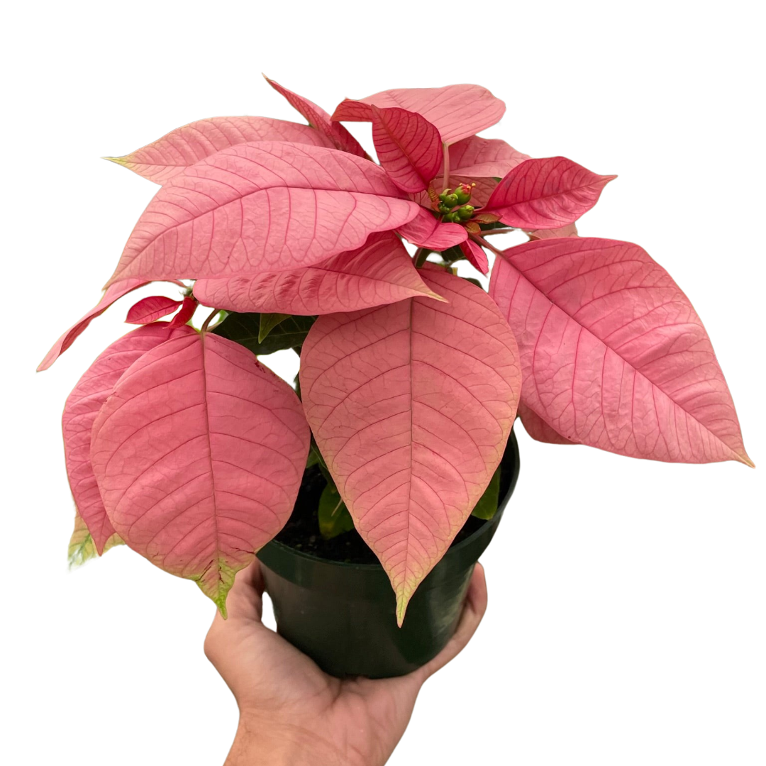 Poinsettia Pink | Elegant Holiday Plant | All About Planties