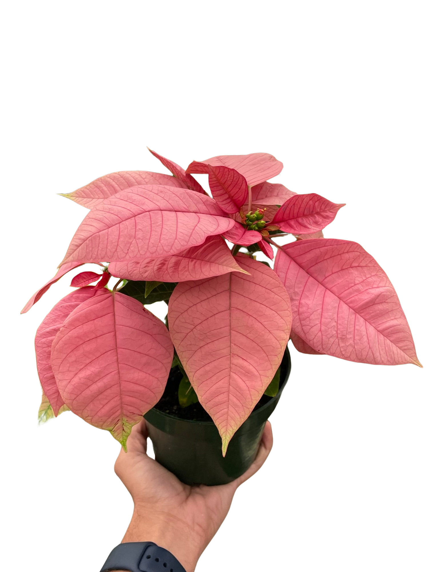 Poinsettia Pink | Elegant Holiday Plant | All About Planties