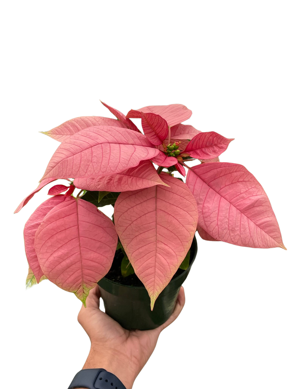 Poinsettia Pink | Elegant Holiday Plant | All About Planties