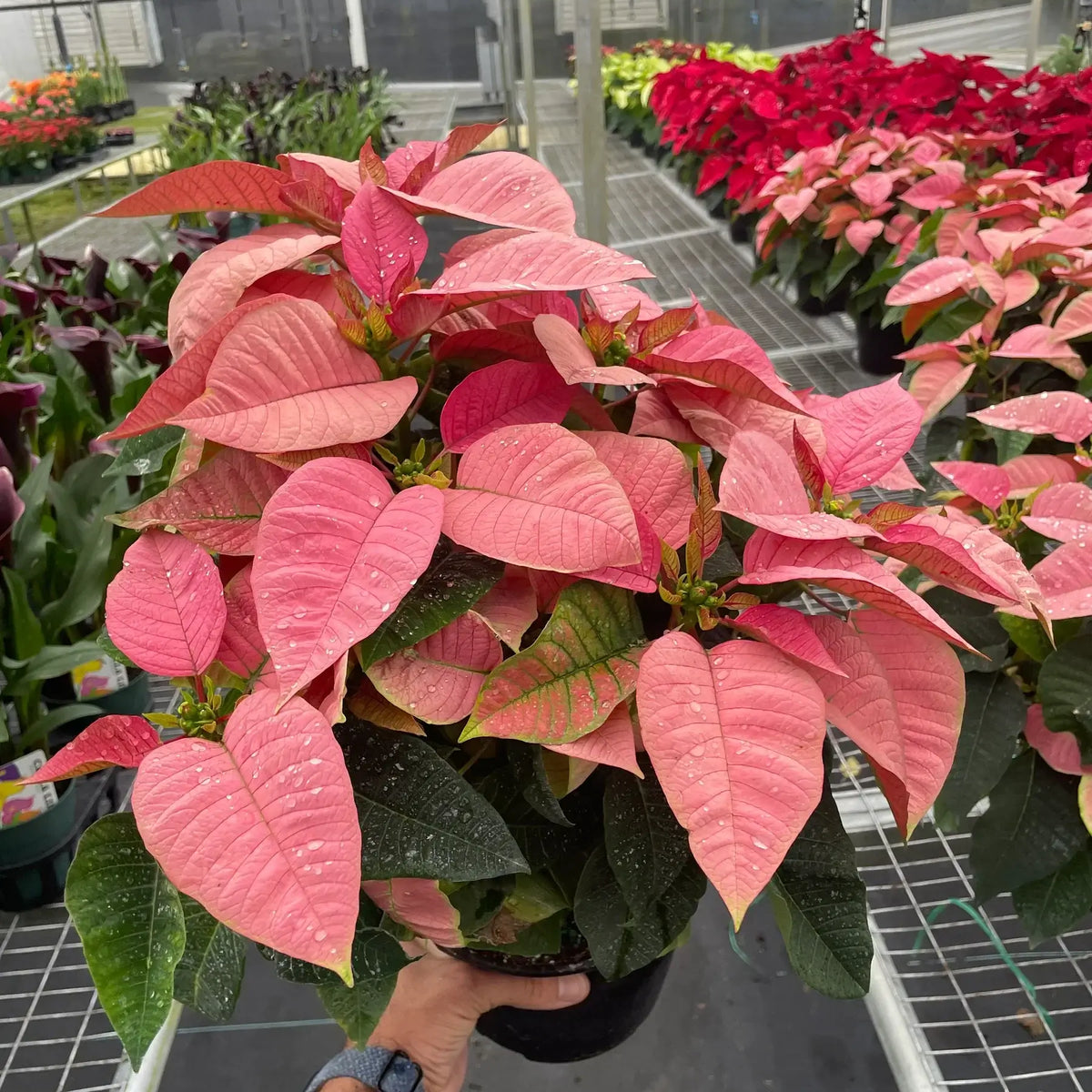 Poinsettia Pink | Elegant Holiday Plant | All About Planties