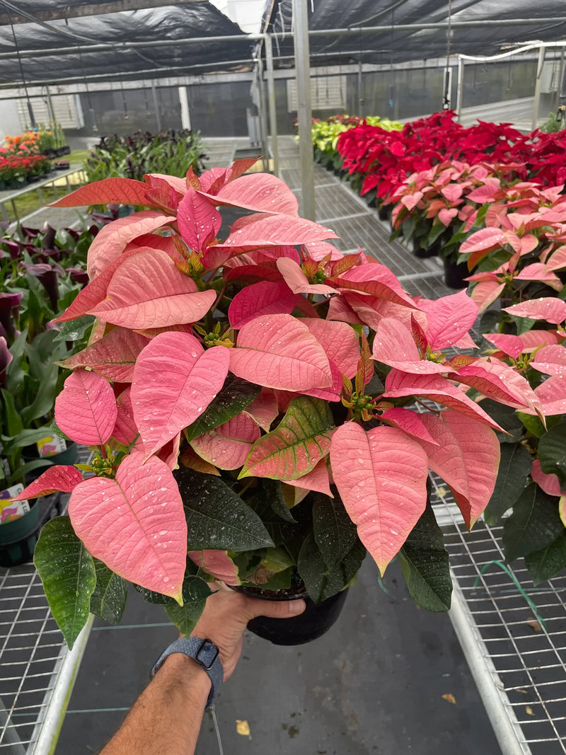 Poinsettia Pink | Elegant Holiday Plant | All About Planties