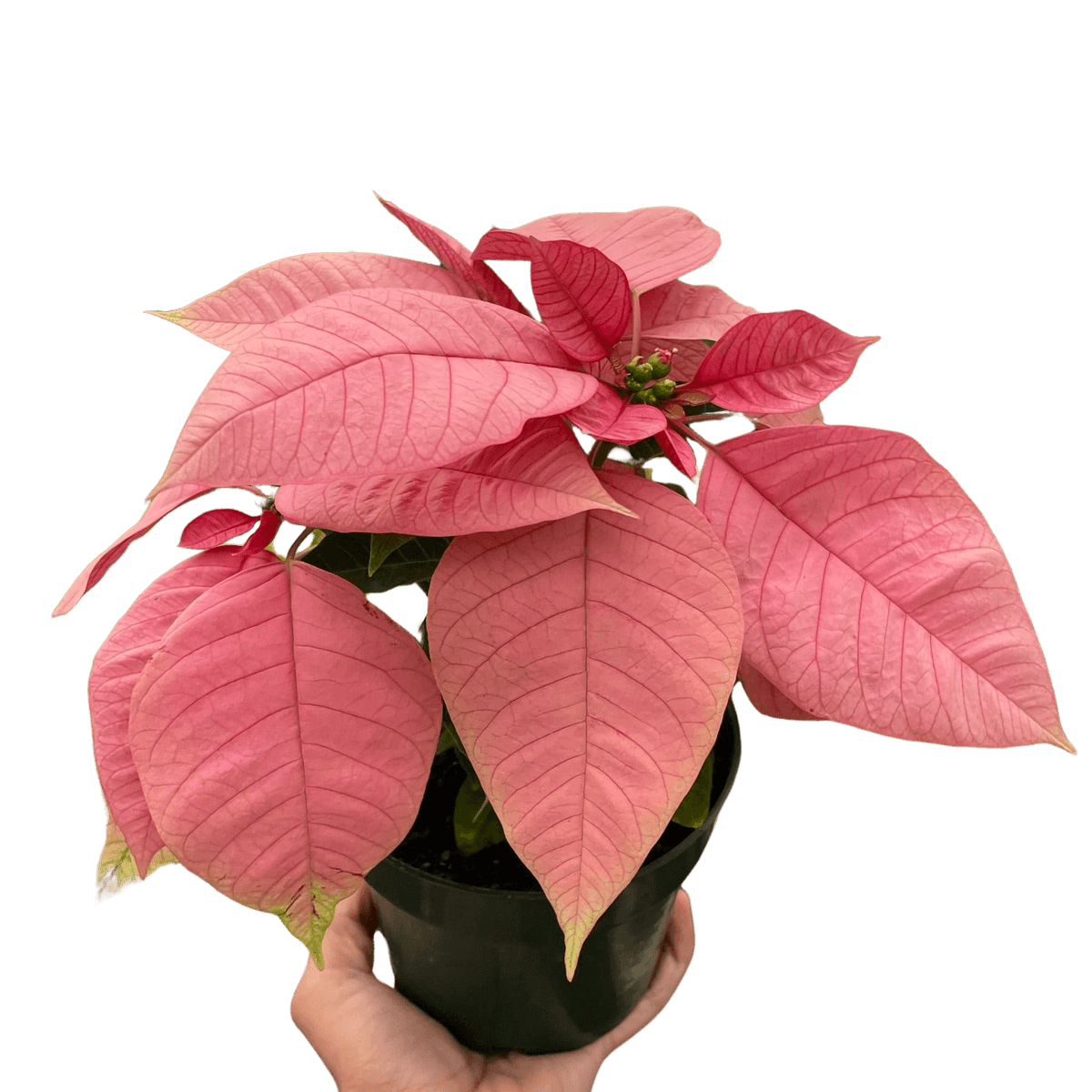 Poinsettia Pink