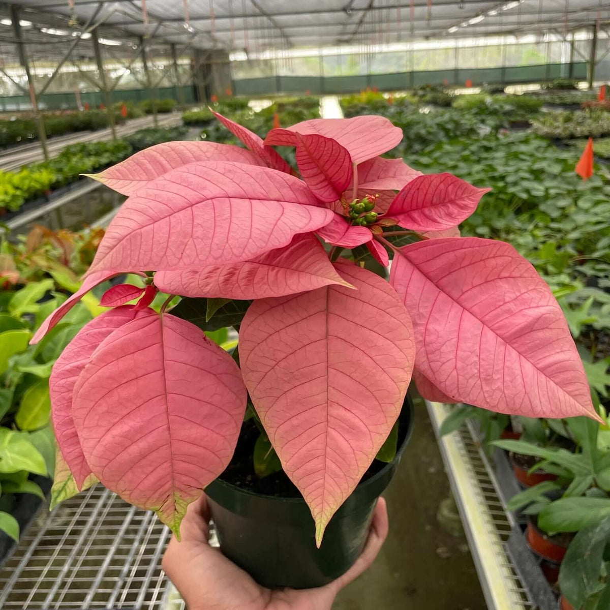Poinsettia Pink | Elegant Holiday Plant | All About Planties